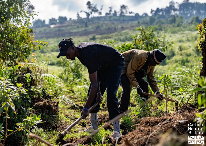 Organic Cotton field