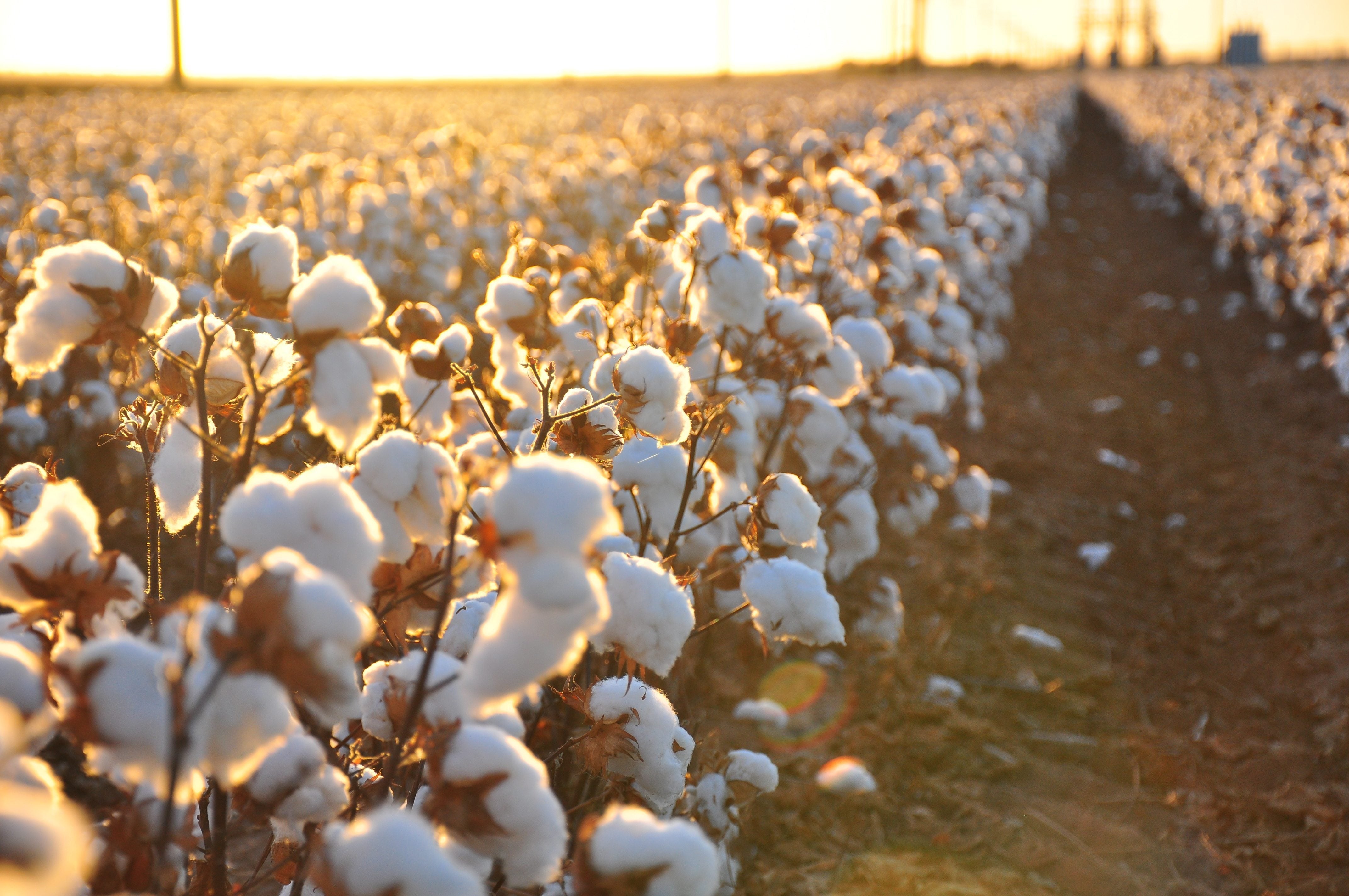 Organic Cotton field